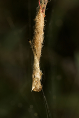 Arachnura higginsi