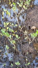 Neosarmatium trispinosum