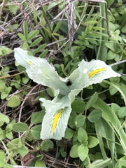 Iris palaestina