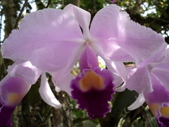 Cattleya trianae