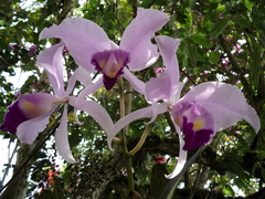 Cattleya trianae