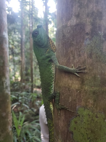 LyreShead Lizard, Lyriocephalus scutatus