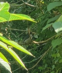 Ocyceros gingalensis