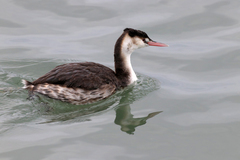 Podiceps cristatus