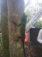 Lyriocephalus scutatus