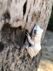 Chiromantis xerampelina