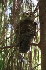 Ninox novaeseelandiae