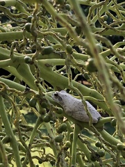 Chiromantis xerampelina