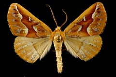 Caripeta aretaria