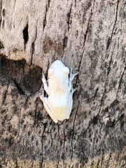 Chiromantis xerampelina