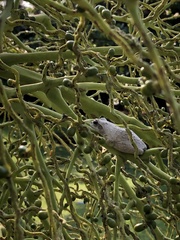 Chiromantis xerampelina