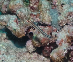 Plagiotremus goslinei