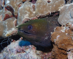 Gymnothorax undulatus