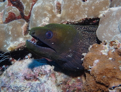 Gymnothorax undulatus