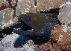 Gymnothorax undulatus