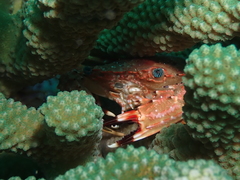 Goniosupradens hawaiensis