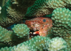 Goniosupradens hawaiensis