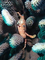 Goniosupradens hawaiensis