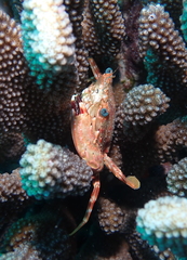 Goniosupradens hawaiensis