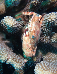 Goniosupradens hawaiensis