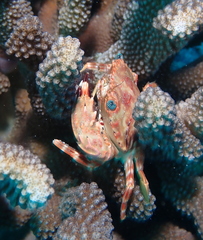Goniosupradens hawaiensis