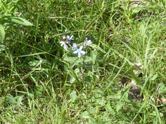 Oxypetalum coeruleum