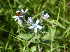 Oxypetalum coeruleum