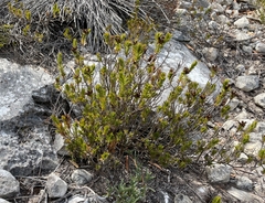 Oedera steyniae