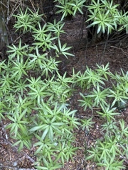 Leucopogon fasciculatus