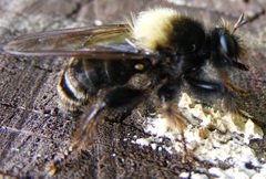 Laphria ephippium