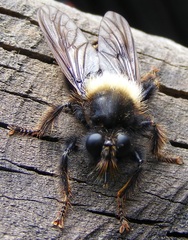 Laphria ephippium
