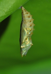Aglais urticae