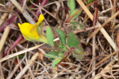 Lotus angustissimus