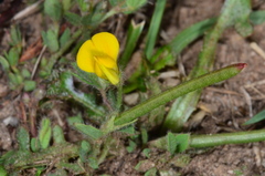 Lotus angustissimus