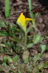 Lotus angustissimus