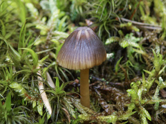 Mycena viridimarginata