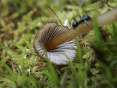 Mycena viridimarginata
