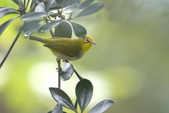 Swinhoe's White-Eye photo 4