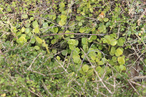 Peperomia urvilleana
