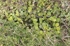 Peperomia urvilleana