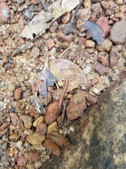 Haemadipsa zeylanica