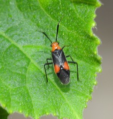 Trilaccus nigroruber