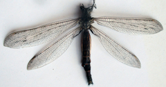 Centroclisis