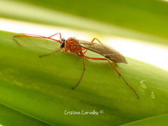 Ophion obscuratus