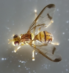 Zeugodacus cucurbitae