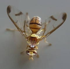 Zeugodacus cucurbitae