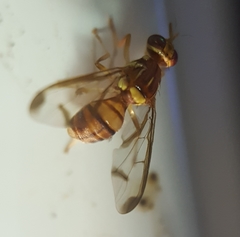 Zeugodacus cucurbitae