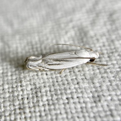 Plectophila micradelpha