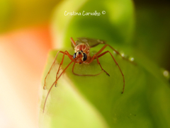 Ophion obscuratus