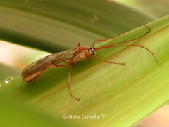 Ophion obscuratus